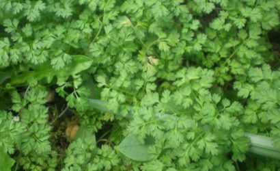 Cerfeuil de mon jardin pour un pesto vert clair