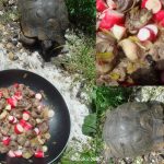 Petits coeurs de canard et radis moelleux