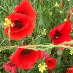 coquelicot pour en faire des sirops et des confits de coquelicots