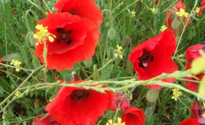 coquelicot pour en faire des sirops et des confits de coquelicots