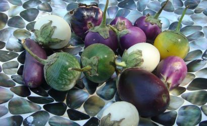 pleins de variétés d'aubergines