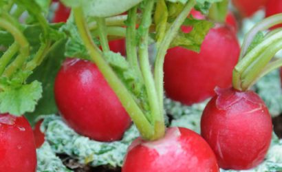 Radis version potagère, du jardin à l'assiette