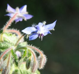 Et si on faisait un herbier : la Bourrache