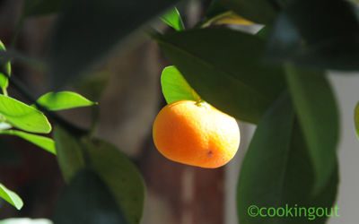 Effeuillage de calamondin