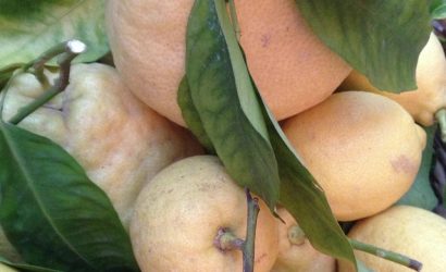 Citrons en provenance de la côte almafitaine pour un dîner napolitain