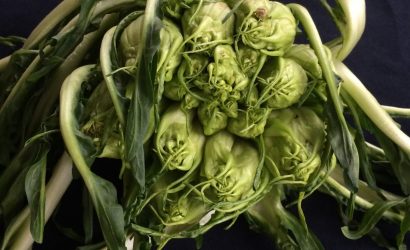 Produit nouveau : Puntarelle, la chicorée de Catalogne à l’italienne