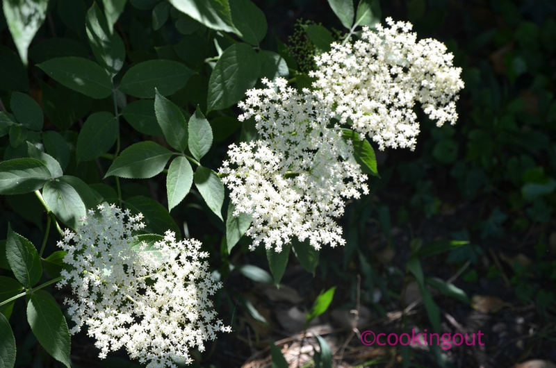 Fleurs de sureau pour faire la recette du sirop de fleur de sureau