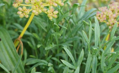 la criste marine une plante qui sublime les plats avec son gout iodé