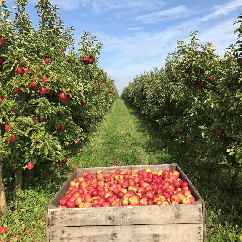 veger de pomme et poire