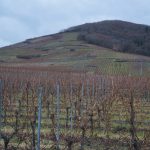 Vins D'Alsace vignes