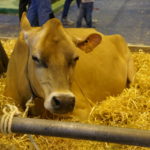 Salon de l'agriculture 2018 vache couchée