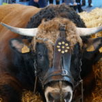 Salon de l'agriculture 2018 vache muselée