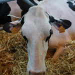 Salon de l'agriculture 2018 vache noire et blanche
