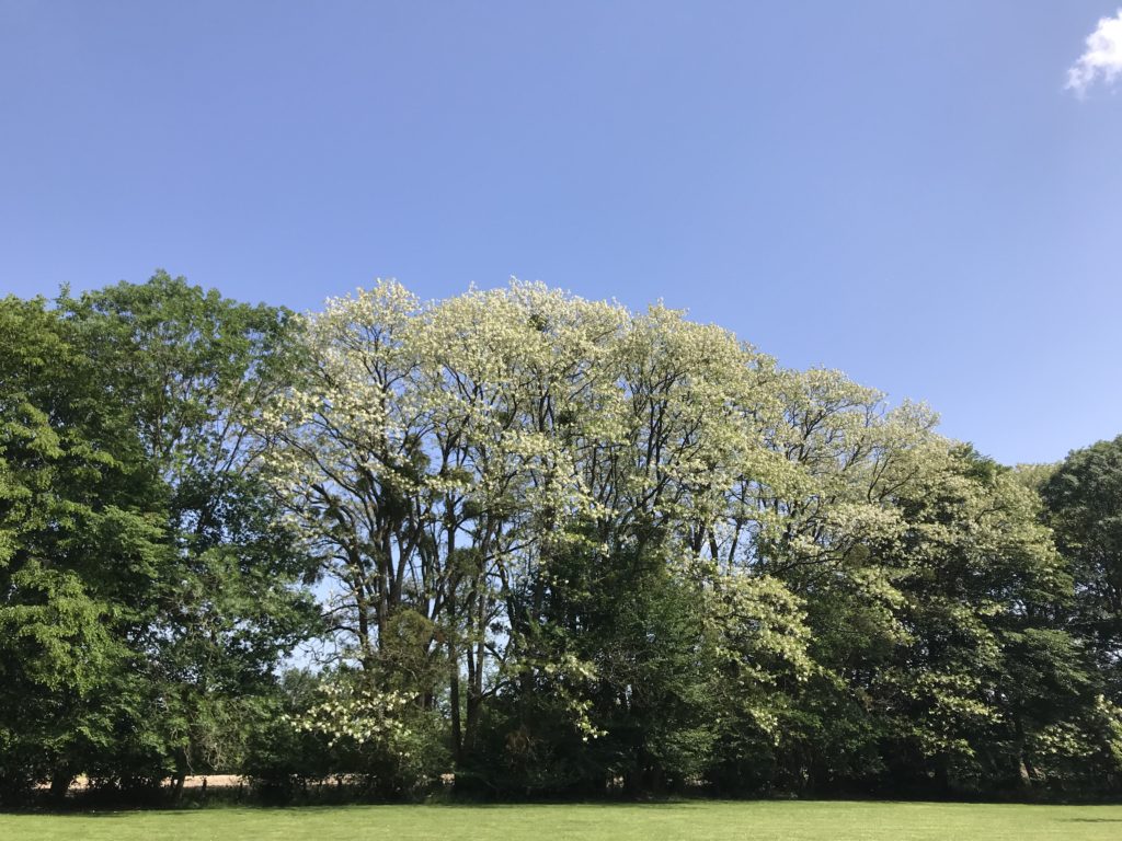 les arbres pleins de fleurs d'acacia très embaumants