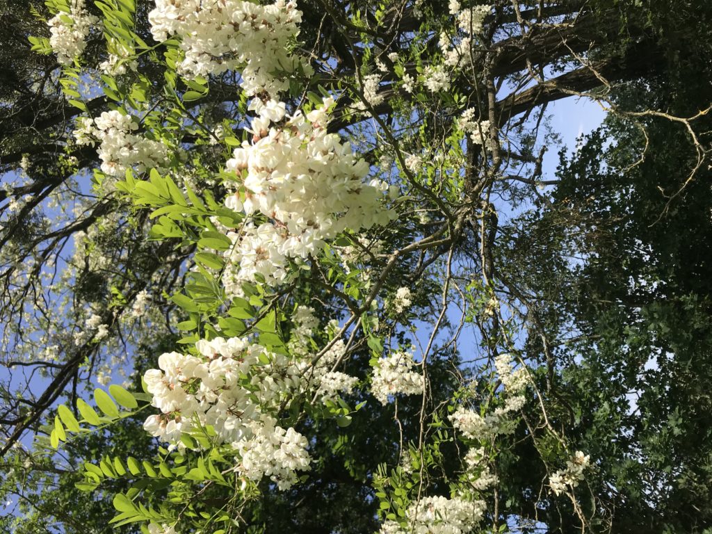 grappe de fleurs d'acacias