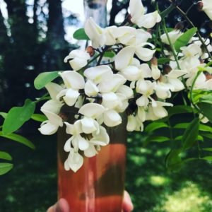 sirop en bouteille et fleurs d'acacia