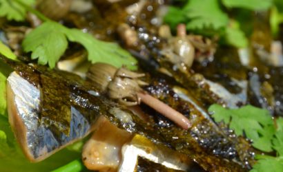 Salade de sardines crues parfumées aux algues nori et aux boutons de pissenlits