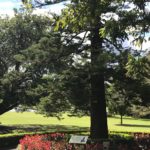 Arbre monumental du Botanic Garden Sydney