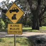 Australie panneaux originaux koala