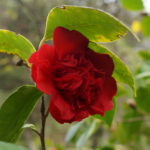 Melbourne camélias Botanic garden rouge