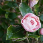 Melbourne camélias Botanic garden rose
