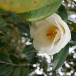 Melbourne camélias Botanic garden blanc