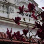 Victorian terrace House Magnolia