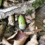 gland dans la forêt, balade en automne