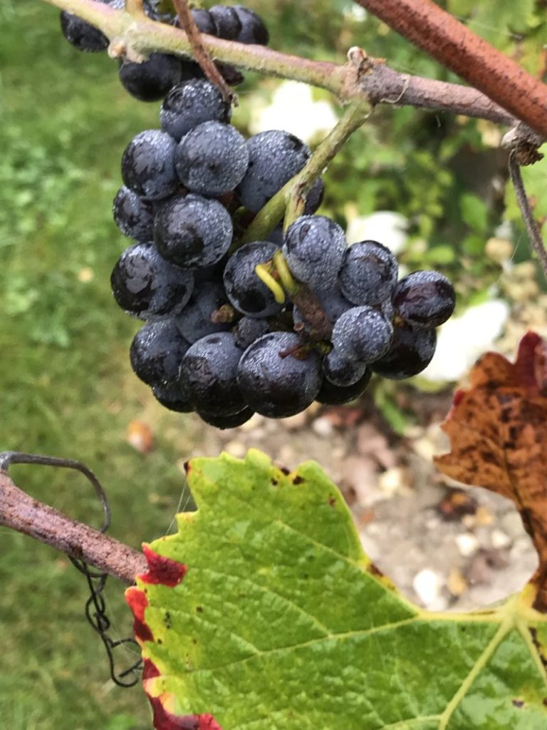 raisins pinot noir composants des champagnes Devaux