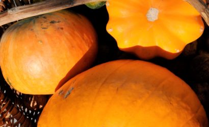 courges d'hiver, sélection avec des cornues