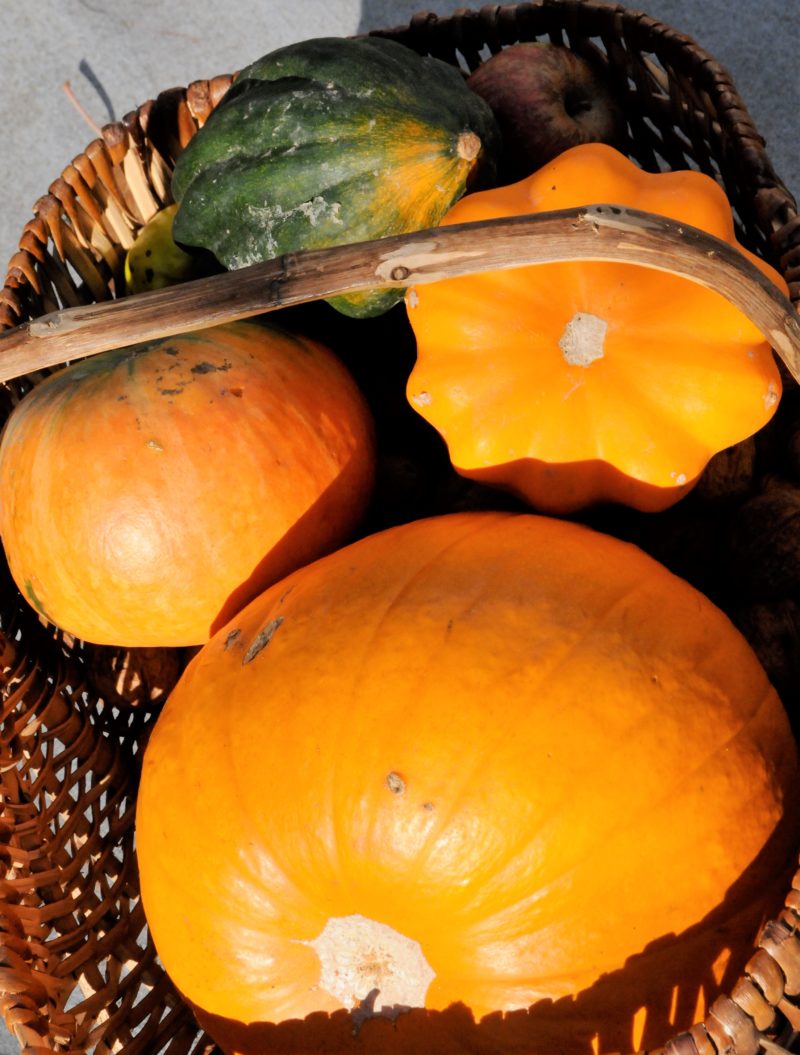 courges d'hiver, sélection avec des cornues