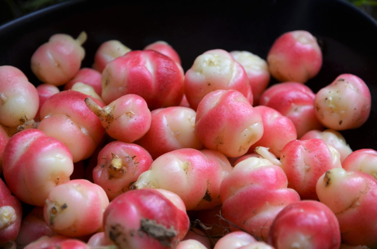 oca du pérou trouvé au marché