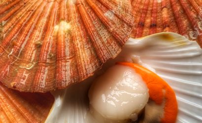 Coquilles St jacques brutes
