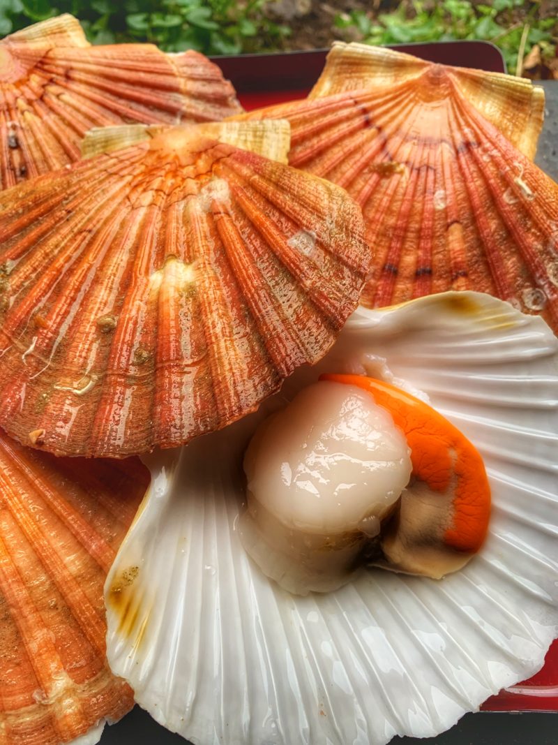 Coquilles St jacques brutes