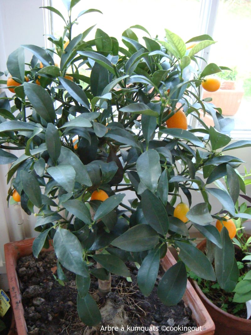 Arbre à Kumquats