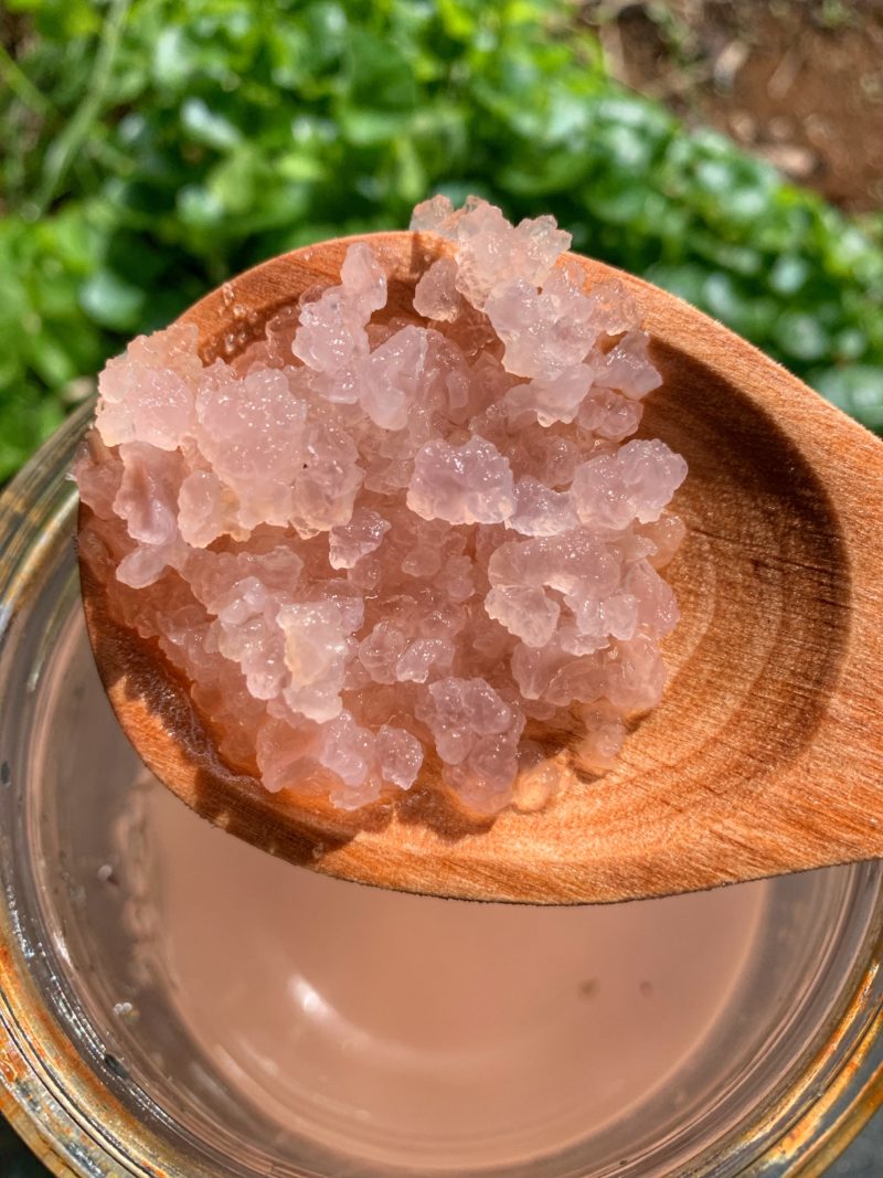 une souche de grains de kéfir de fruit