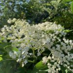 fleur de sureau sur les chemins côtier de la côte basque