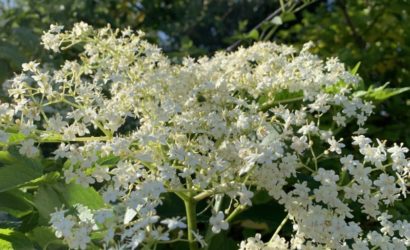 fleur de sureau sur les chemins côtier de la côte basque