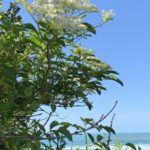 fleurs de sureau ramassées sur les chemins côtiers