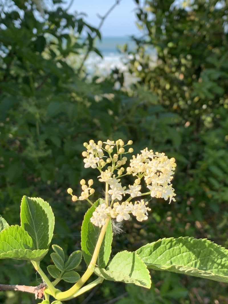 fleur de sureau