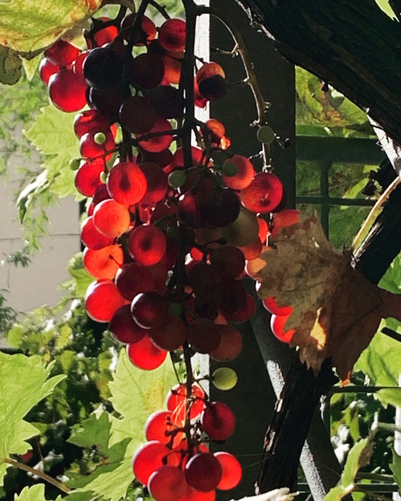 Grappe de raisin de table du jardin