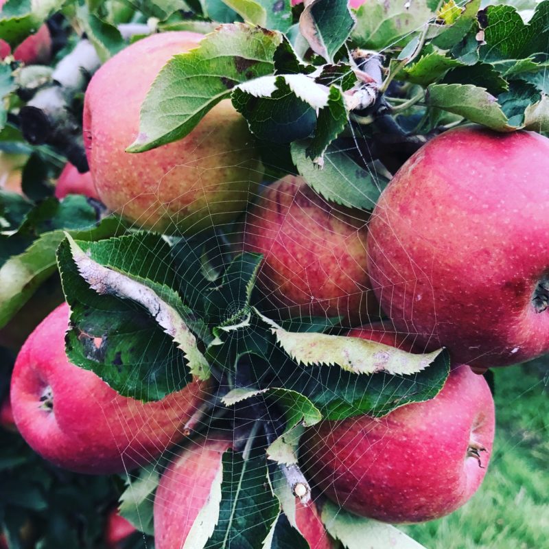 pommes du verger et toile d'arraignées