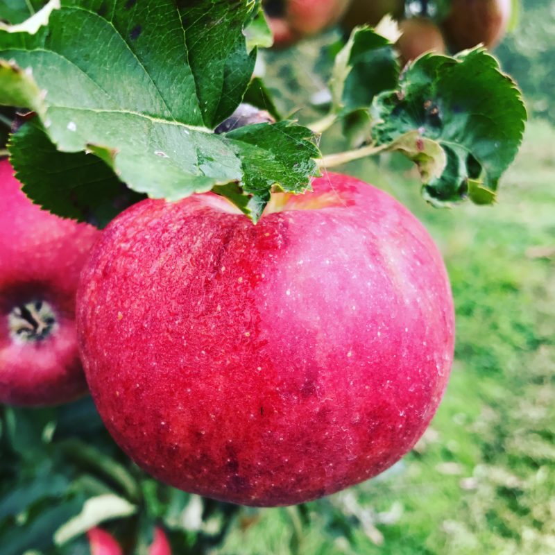 pomme rouge du verger