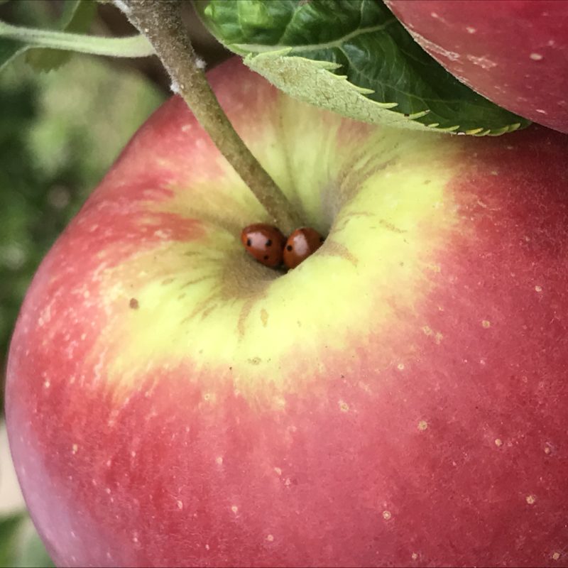 pomme du verger et coccinelles