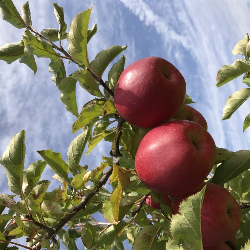 pommes du verger et ciel bleu