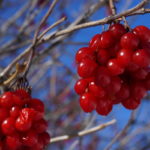 baies rouges Canada Parc de la Mauricie