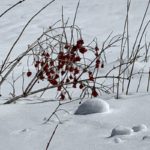 baies rouges sur la neige