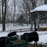 bisons canadiens