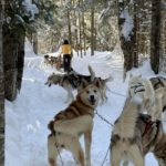 Fox le chien de traîneau au canada