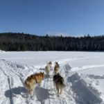 activités l'hiver au Canada chiens de traîneaux